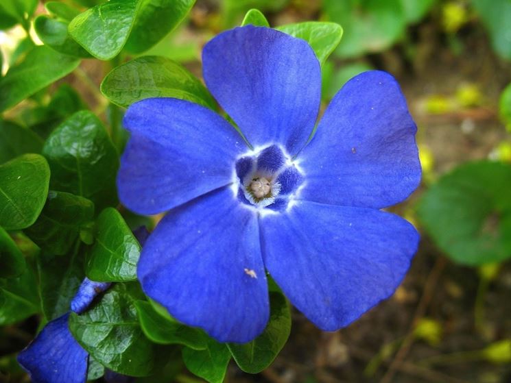 Fiore pervinca