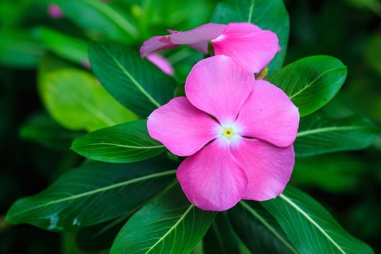 Pervinca fiori pianta