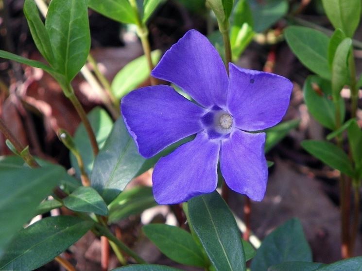 Coltivazione pervinca fiore