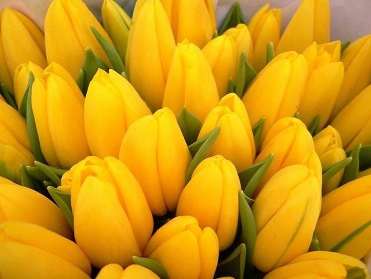 tulipani