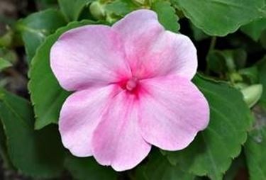 IMPATIENS