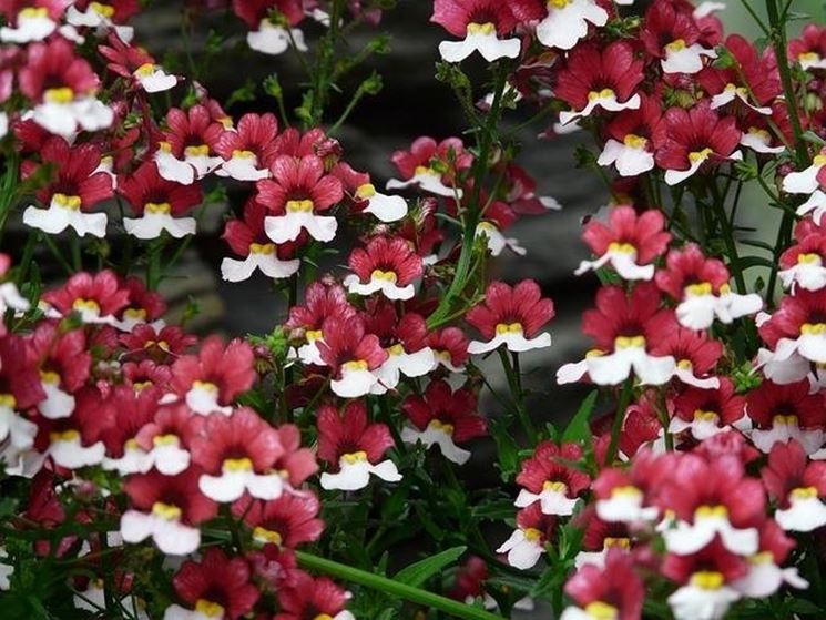 NEMESIA