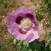 Fiore di Oppio