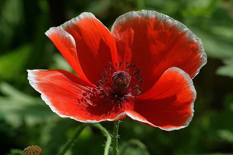 Fiore di papavero rosso