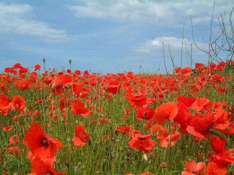 Fiore di papavero rosso