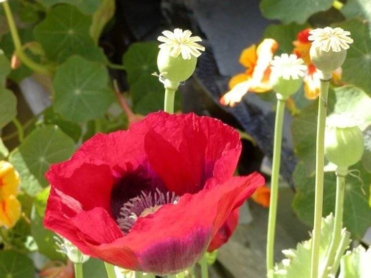 Fiore di papavero rosso