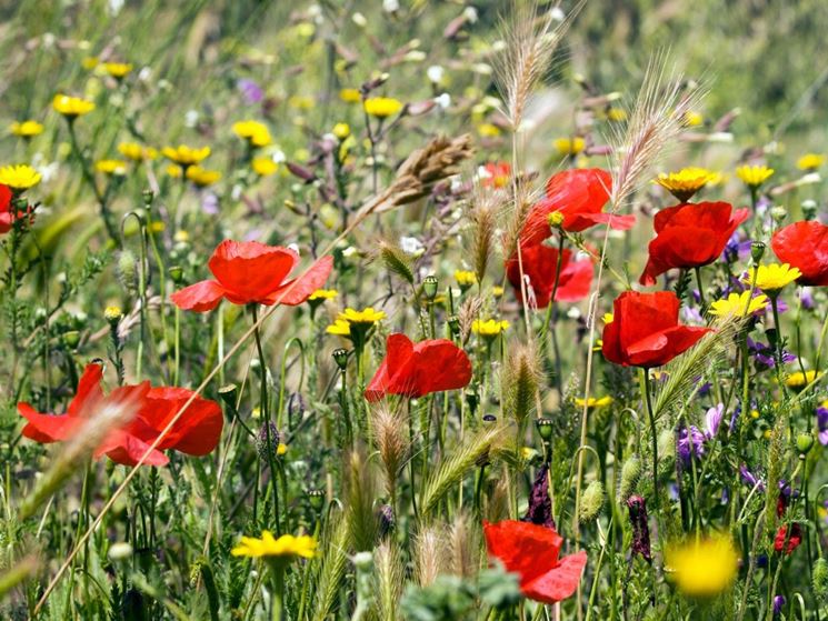 fiori di papavero