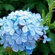 PLUMBAGO CAPENSIS