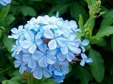 PLUMBAGO CAPENSIS