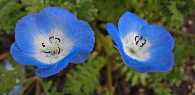 NEMOPHILA