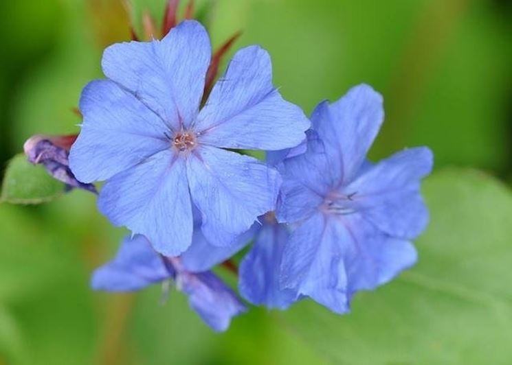 PLUMBAGO LARPENTAE