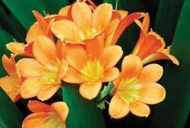 CLIVIA