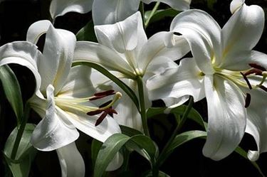 lilium