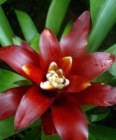 Guzmania lingulata