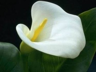 Calla albomaculata (Zantedeschia)