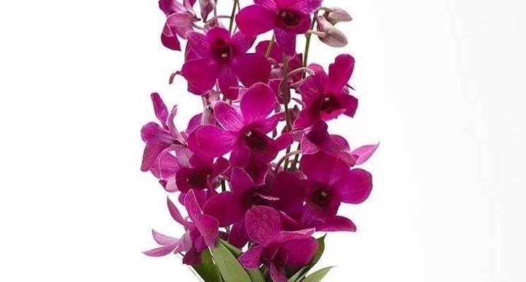 orchidea