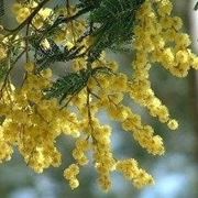 Fiori festa della donna