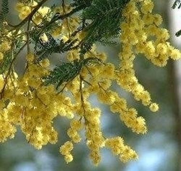 Fiori festa della donna