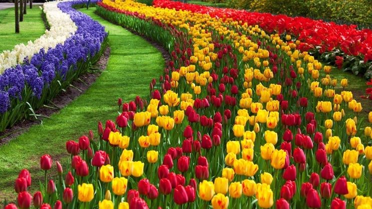 tulipani in giardino