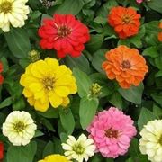 zinnia