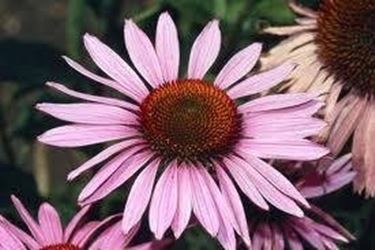 echinacea