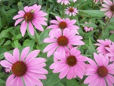 echinacea