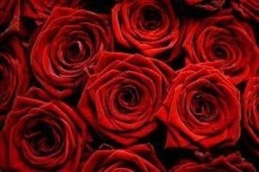 rose rosse