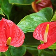 fiore anthurium