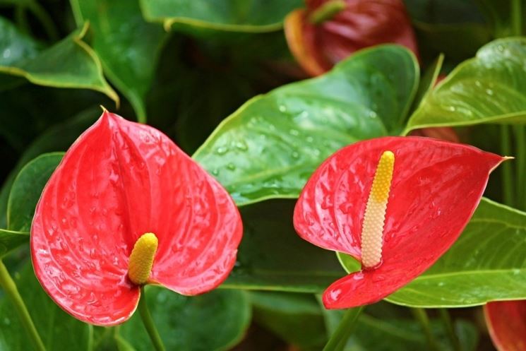 anthurium rosso