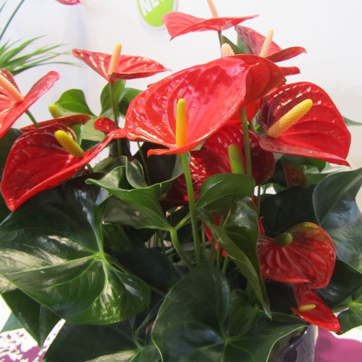 Pianta di anthurium rossa