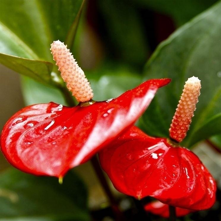 Anthurium rosso