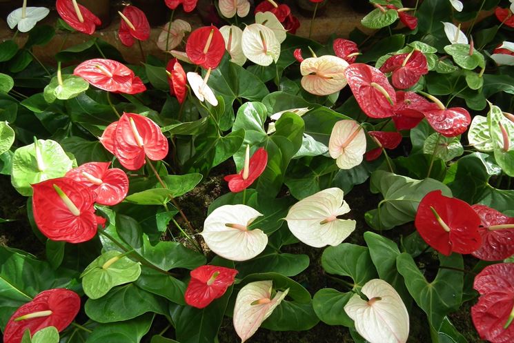 Piante di anthurium colorate