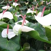 anthurium verde