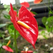 anthurium rosa