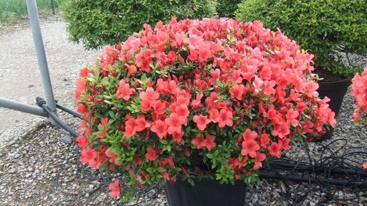 Una bellissima azalea