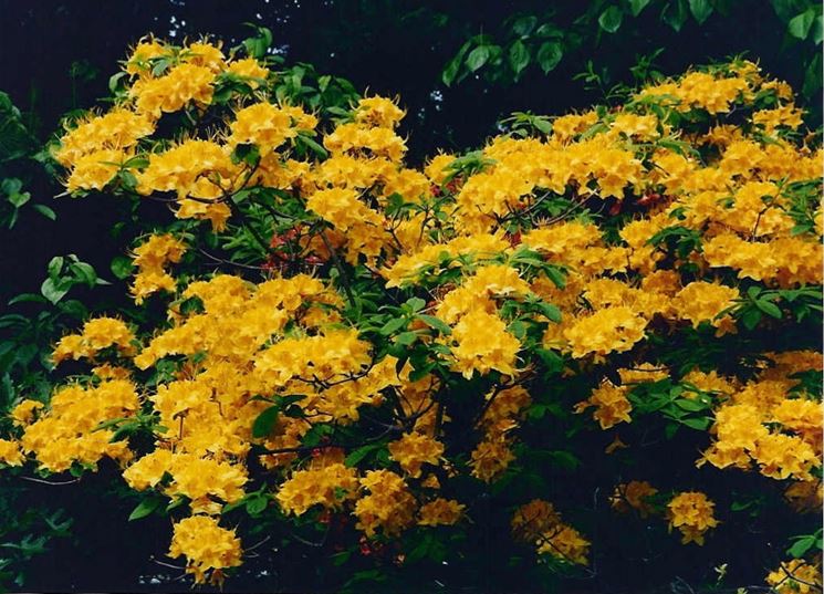 Azalea gialla: bellissimo fiore il cui significato è però negativo