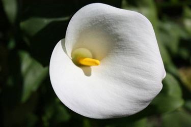 O espádice de lírio de calla é a inflorescência real da planta.