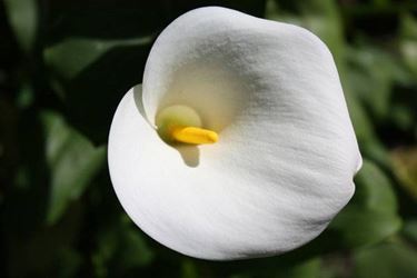 Lo spadice della calla è l'infiorescenza vera e propria della pianta.