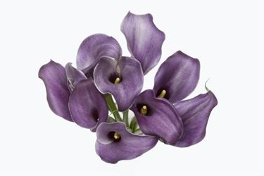 La calla viola, detta anche calla nera. Simbolo di vita eterna ed associata al culto dei morti.