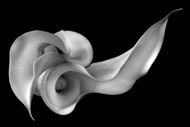 The calla in one of the many artistic representations.