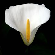 La calla (Zantedeschia aethiopica).