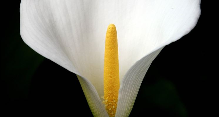 La calla (Zantedeschia aethiopica).