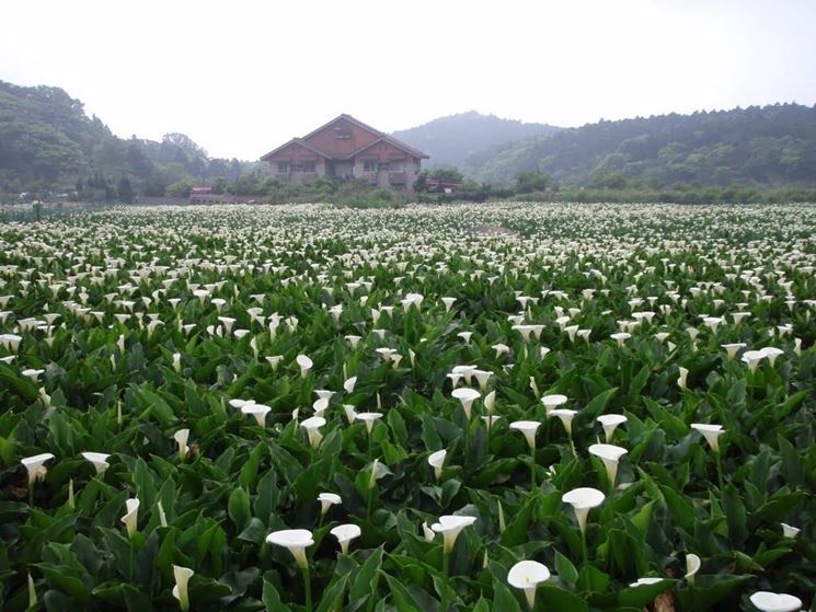 Un campo di calle a Taiwan.