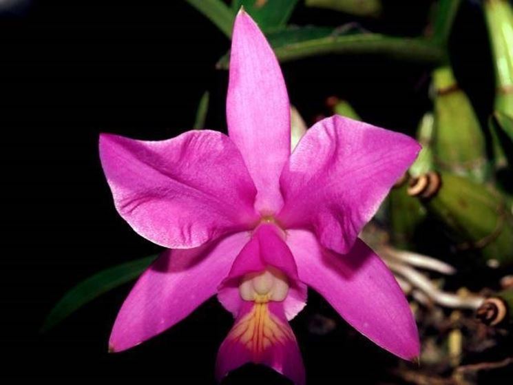 fiore orchidea