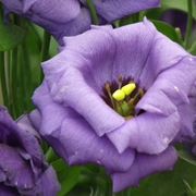 Lisianthus viola