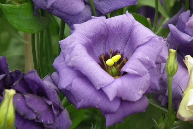 Lisianthus viola