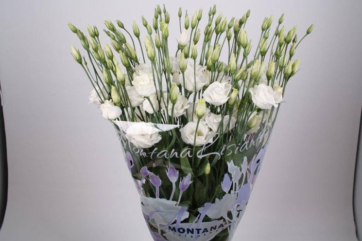 Esemplare di montana lisianthus