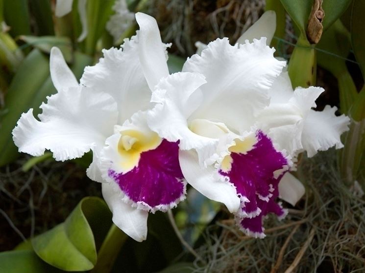Orchidea bianca con striature rosse, un forte simbolo religioso
