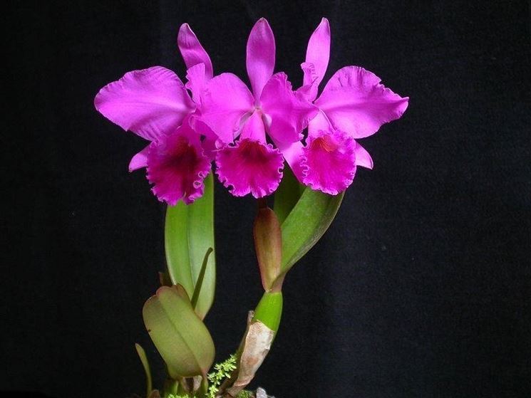 L'orchidea cattleya: diffusa in epoca vittoriana