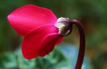 Fiore rosso di ciclamino